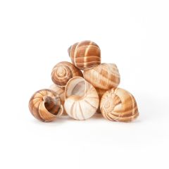 Escargot Shells (Empty)