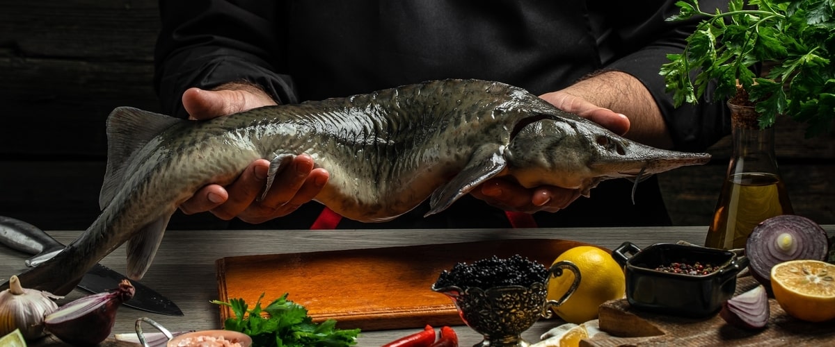 The history and cultural significance of sturgeon, the fish species used to make caviar