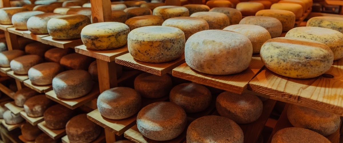 From Farm to Table: Exploring the Journey of Cheddar Cheese Production