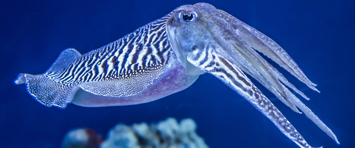 How Cuttlefish, Conch, and Octopus Offer Unique Flavor and Health Benefits
