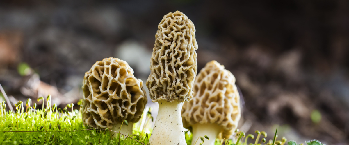 Guide to the Amazing Health Benefits of Morel Mushrooms