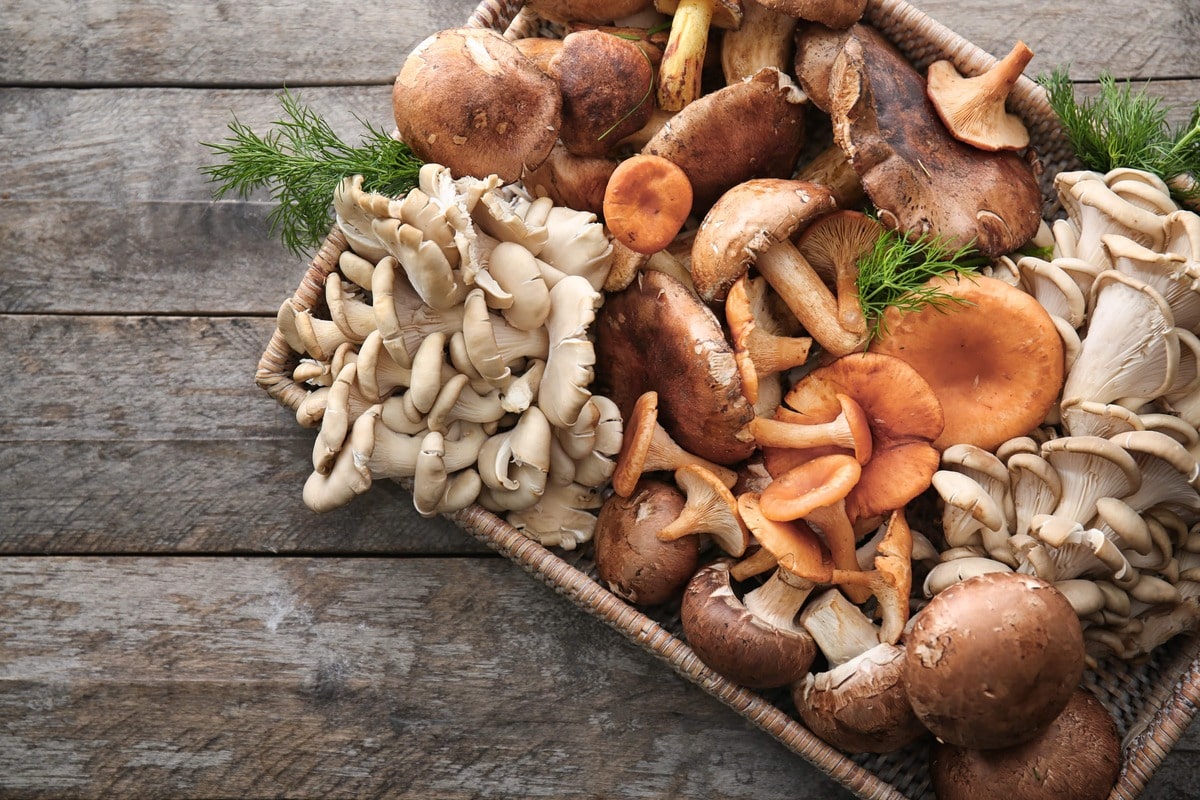 A Powerhouse of Nutrition - Top 15 Benefits of mushrooms