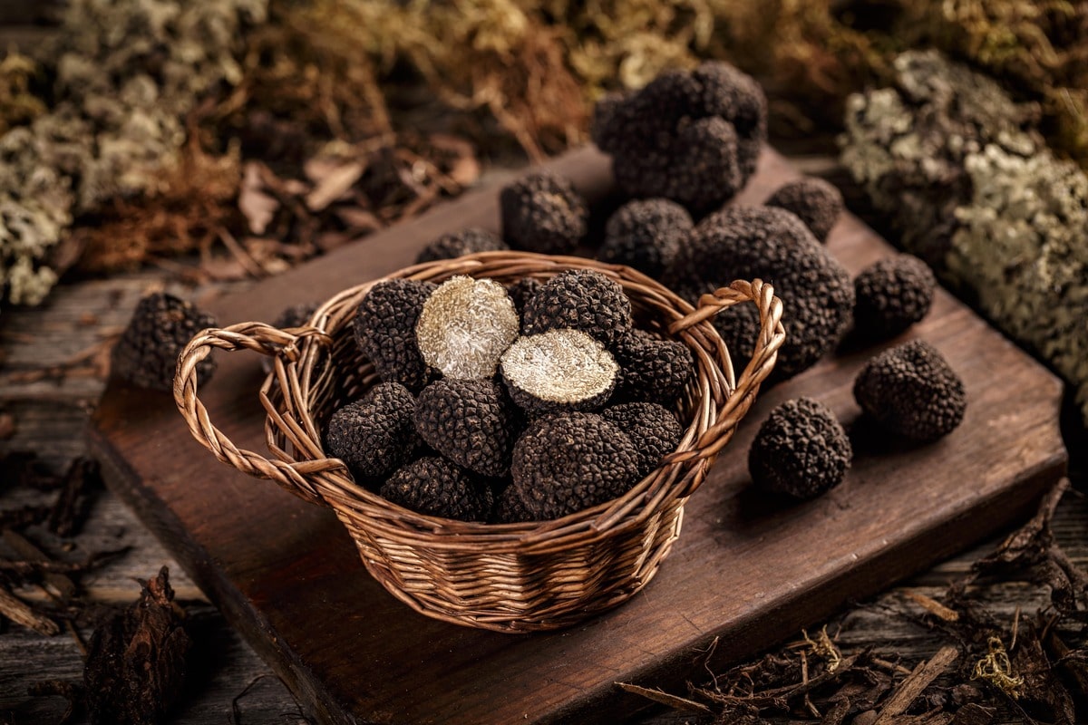 The Ultimate Guide to Truffles-How to Find, Harvest, and Cook with Truffles