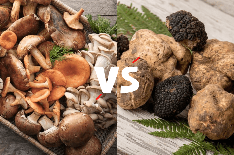 Mushrooms Vs. Truffles : Appearance, Types, and Price