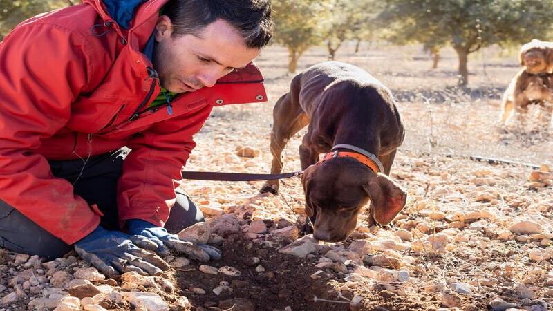 Finding truffles with dogs