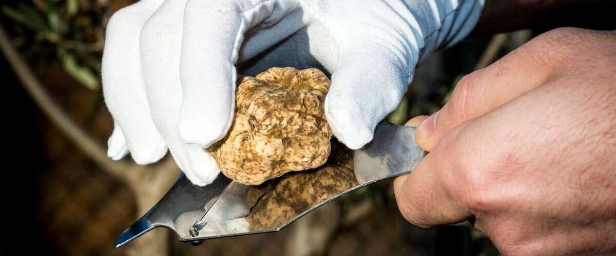 how to select white truffles