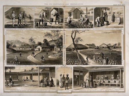 An engraving from 1850 showing the process of making tea in Assam (image source: http://en.wikipedia.org/wiki/File:Boston_Tea_Party_Currier_colored.jpg)