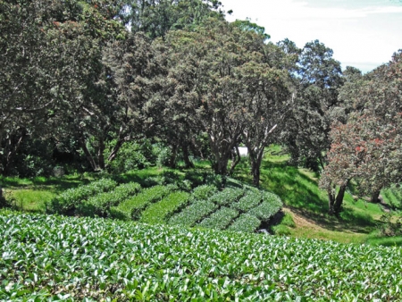 Hawaiian tea plantation (image source: http://www.teagrotto.co/hawaiian-tea-trip-report/)